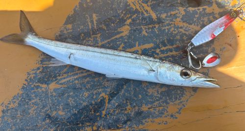 カマスの釣果