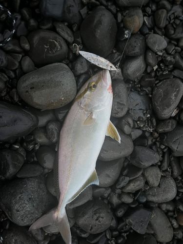 ショゴの釣果
