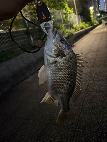 キビレの釣果