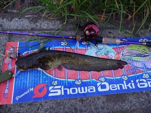 マナマズの釣果