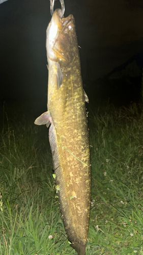 ナマズの釣果