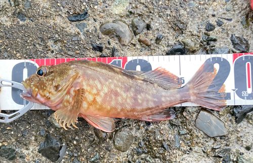 カサゴの釣果