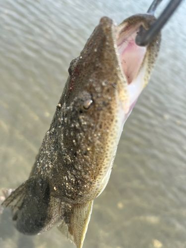 コチの釣果