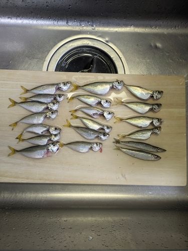 アジの釣果