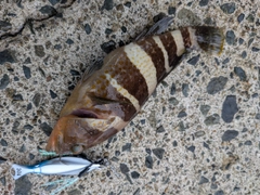 アオハタの釣果