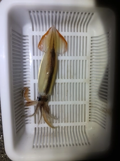 スルメイカの釣果