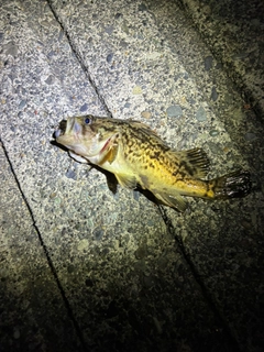 ソイの釣果