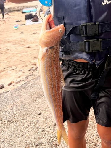 エソの釣果