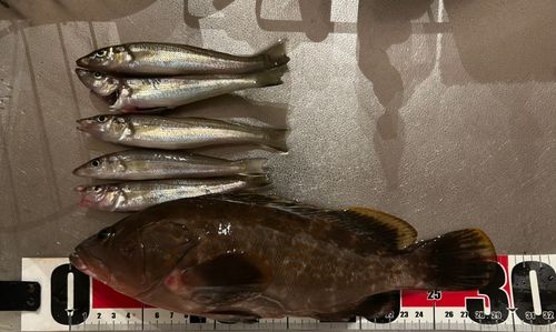 キジハタの釣果