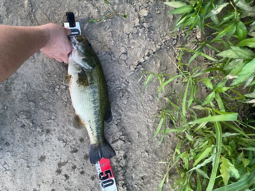 ラージマウスバスの釣果