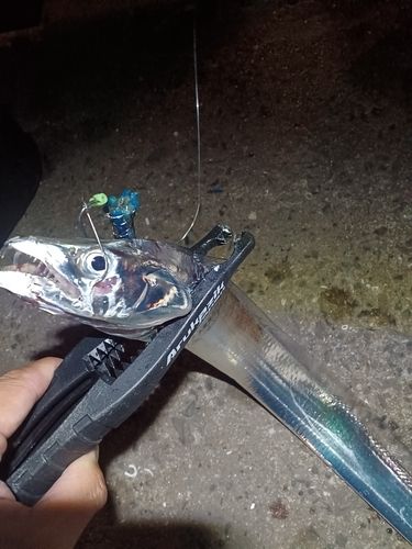 タチウオの釣果