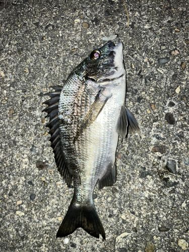 クロダイの釣果
