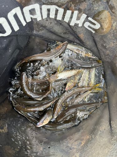 アユの釣果