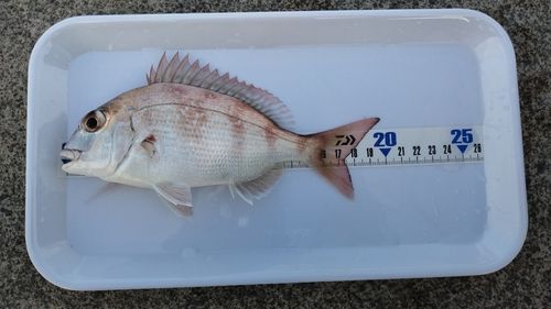 チャリコの釣果