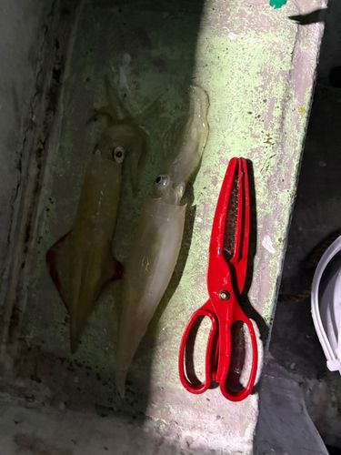 ケンサキイカの釣果