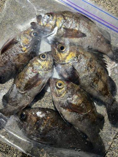 メバルの釣果