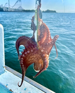 マダコの釣果