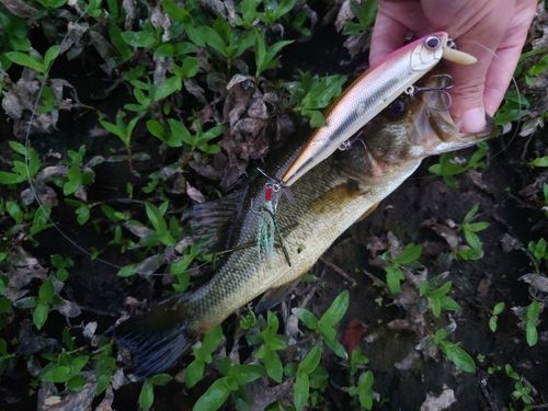 ブラックバスの釣果