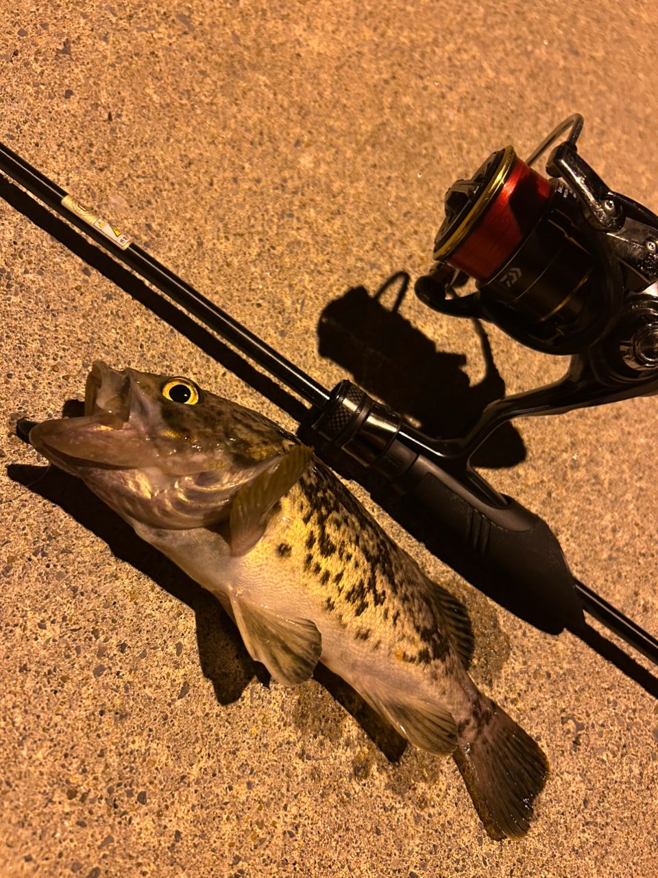 DAIWA 19バリスティック FW LT2000SS-XHの最安値・インプレ・釣果