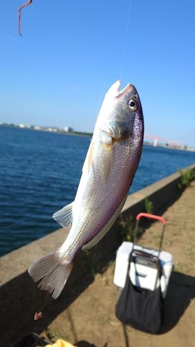 イシモチの釣果