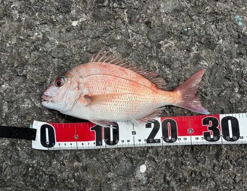 マダイの釣果