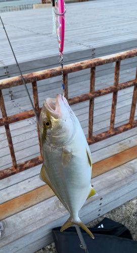 ショゴの釣果
