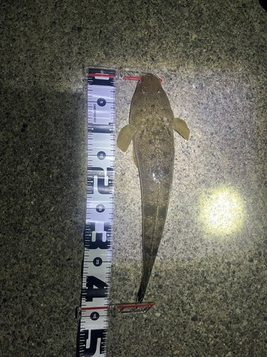 マゴチの釣果