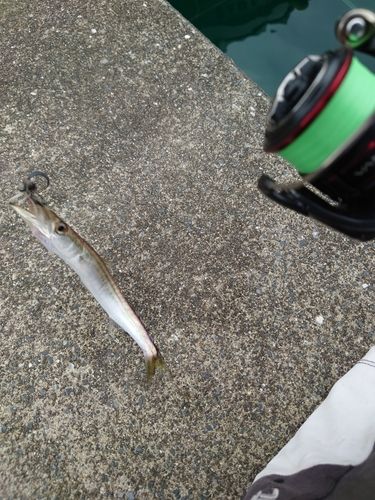 カマスの釣果