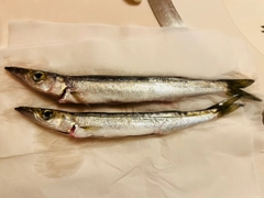 カマスの釣果