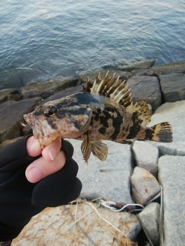 タケノコメバルの釣果