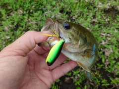 ブラックバスの釣果