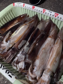 スルメイカの釣果