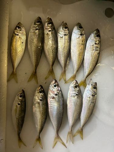 アジの釣果