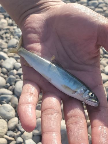 アユの釣果