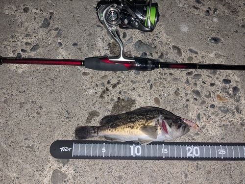 クロソイの釣果
