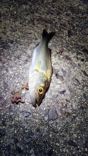 セイゴ（ヒラスズキ）の釣果