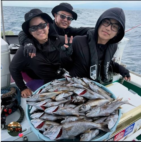 クロムツの釣果