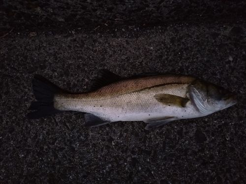 セイゴ（ヒラスズキ）の釣果