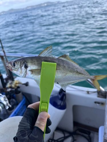 マアジの釣果