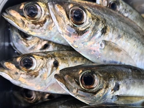 マアジの釣果