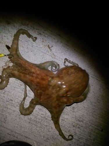 タコの釣果