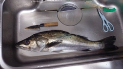 マルスズキの釣果