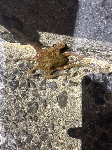 タコの釣果