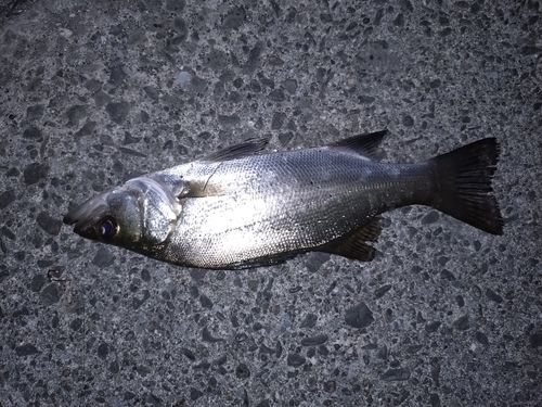 セイゴ（ヒラスズキ）の釣果