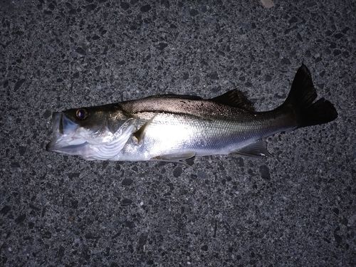 セイゴ（ヒラスズキ）の釣果