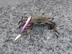イシガニの釣果