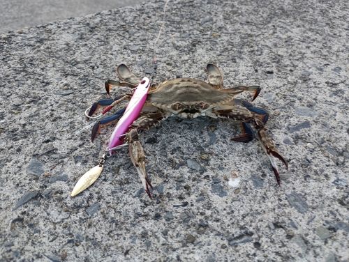 イシガニの釣果