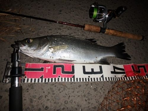 フッコ（ヒラスズキ）の釣果