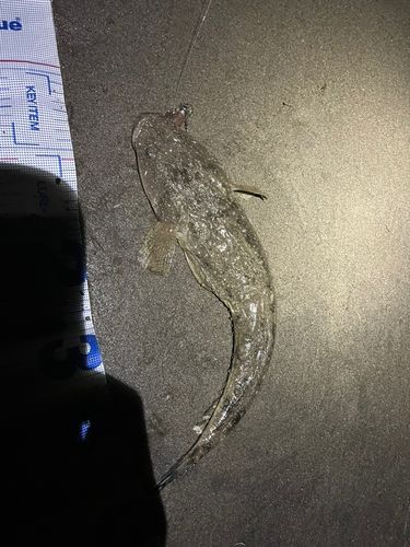 マゴチの釣果