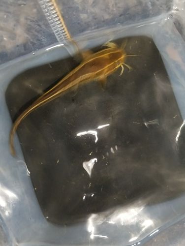 ゴンズイの釣果
